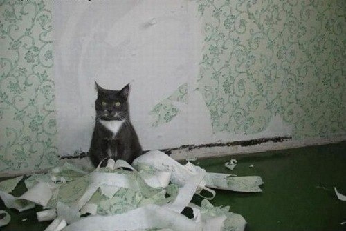 как сохранить ремонт